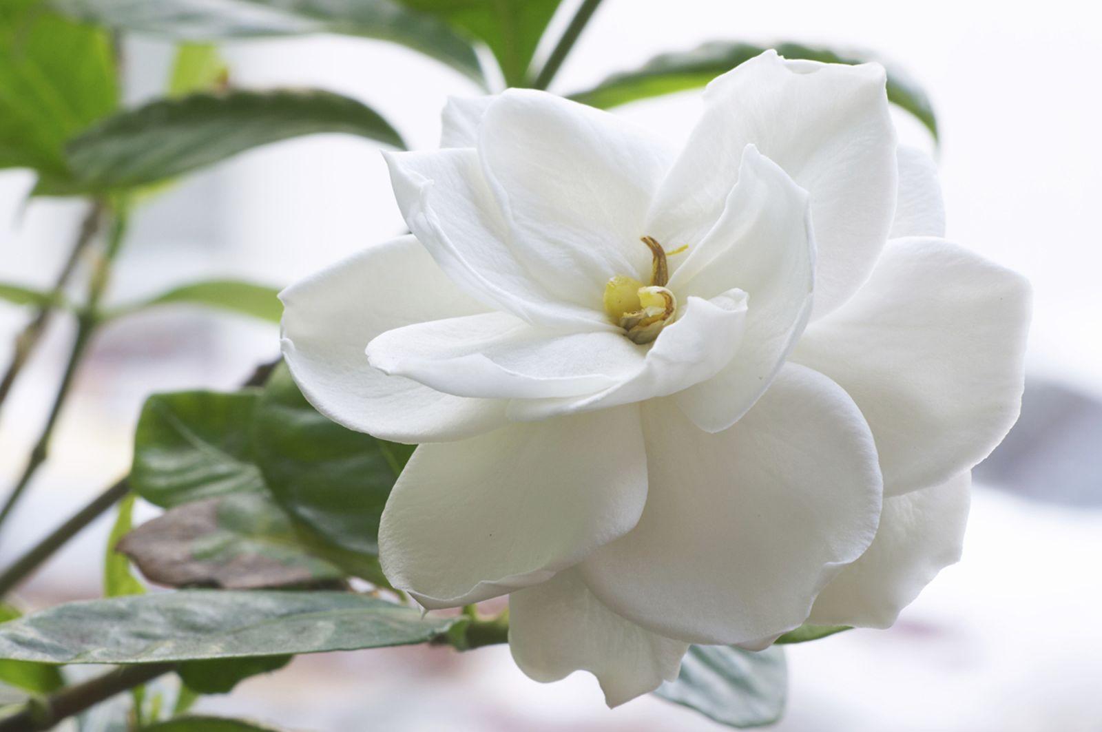 gardenia03