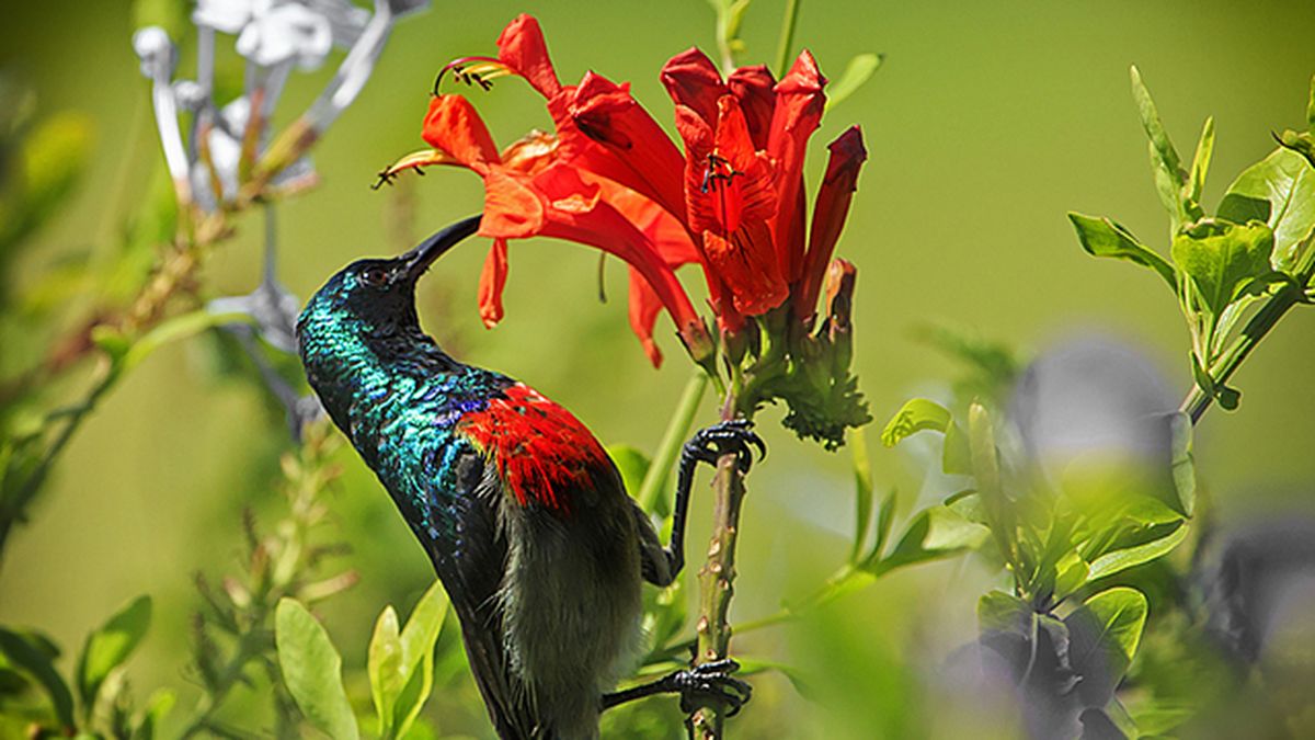 colibri con la Tecomaria capensis