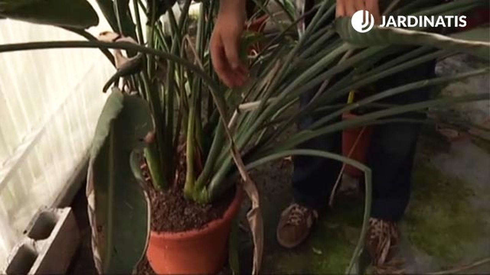 que hacer cuando se marchita la flor del ave del paraiso 2 deco 487