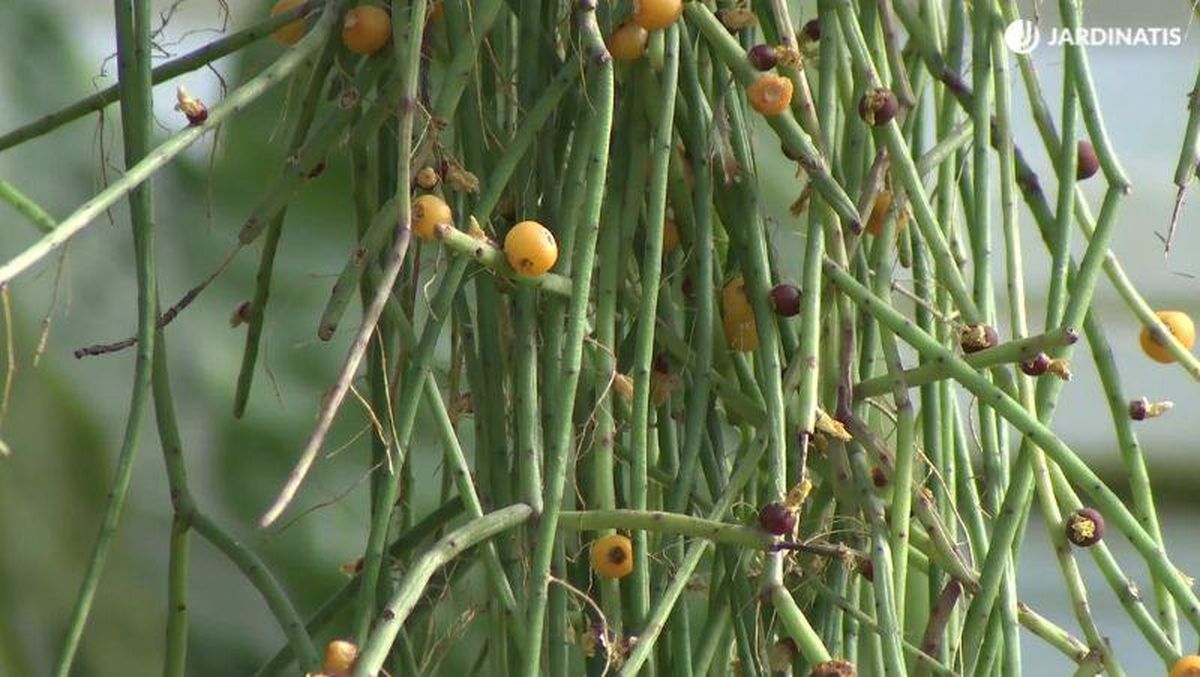 Raíces aéreas de los Rhipsalis