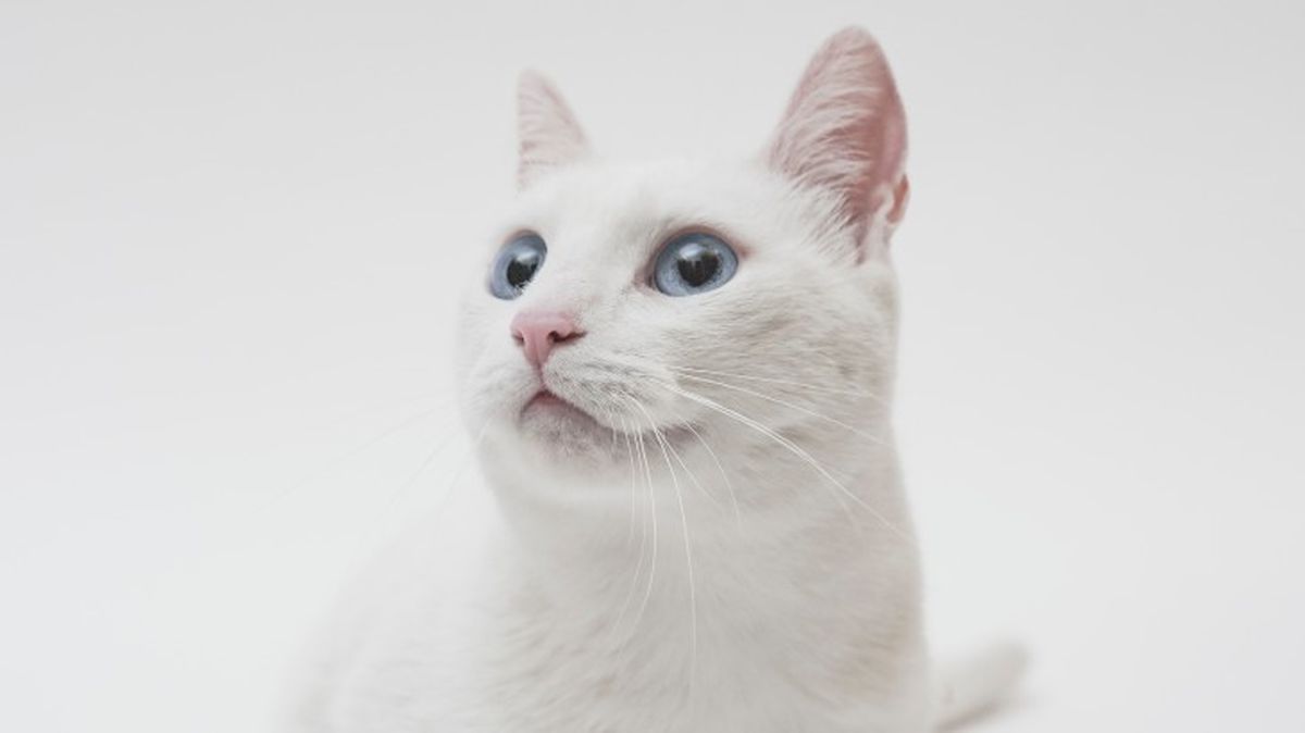 razas de gatos blancos 2