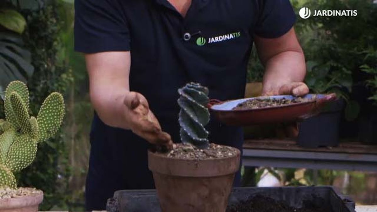 evitar podredumbre en cactus brico 1019 jardin