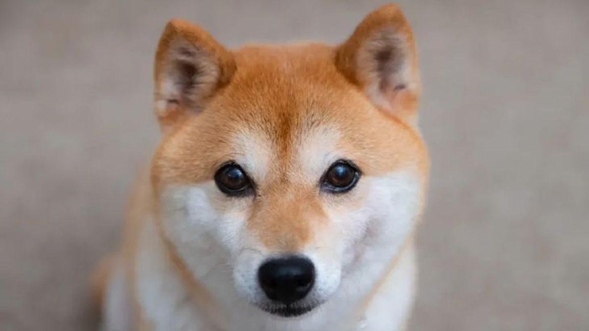 perros que parecen zorros shiba inu