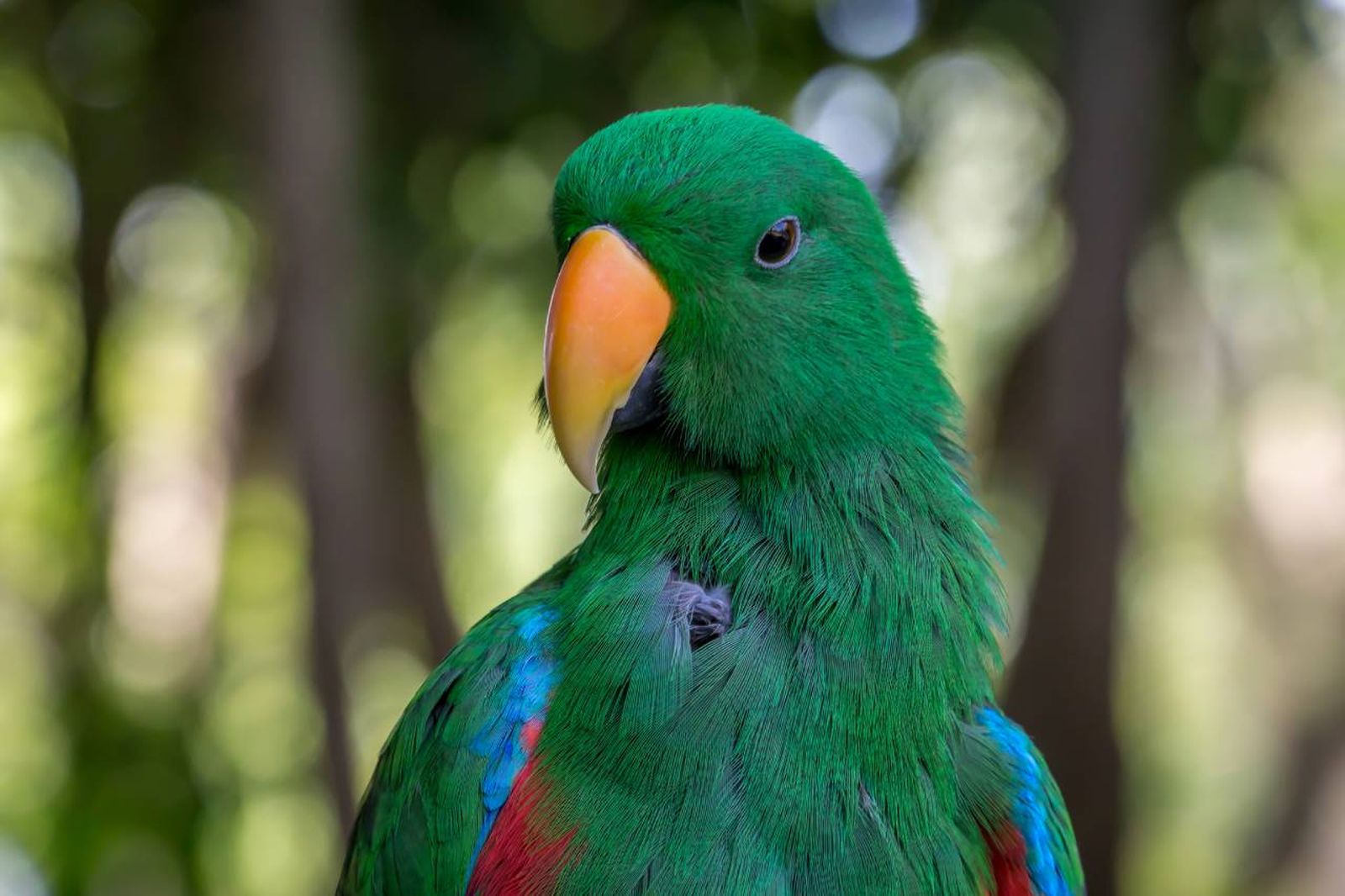 Se caracteriza por sus finas plumas de variados colores.