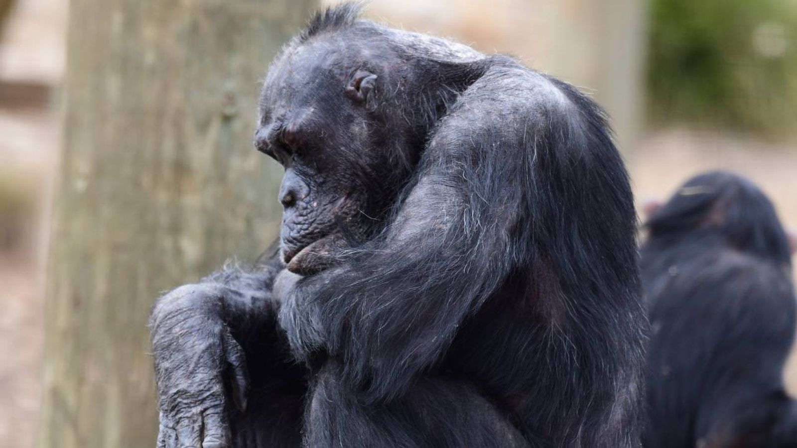 animales inteligentes chimpance