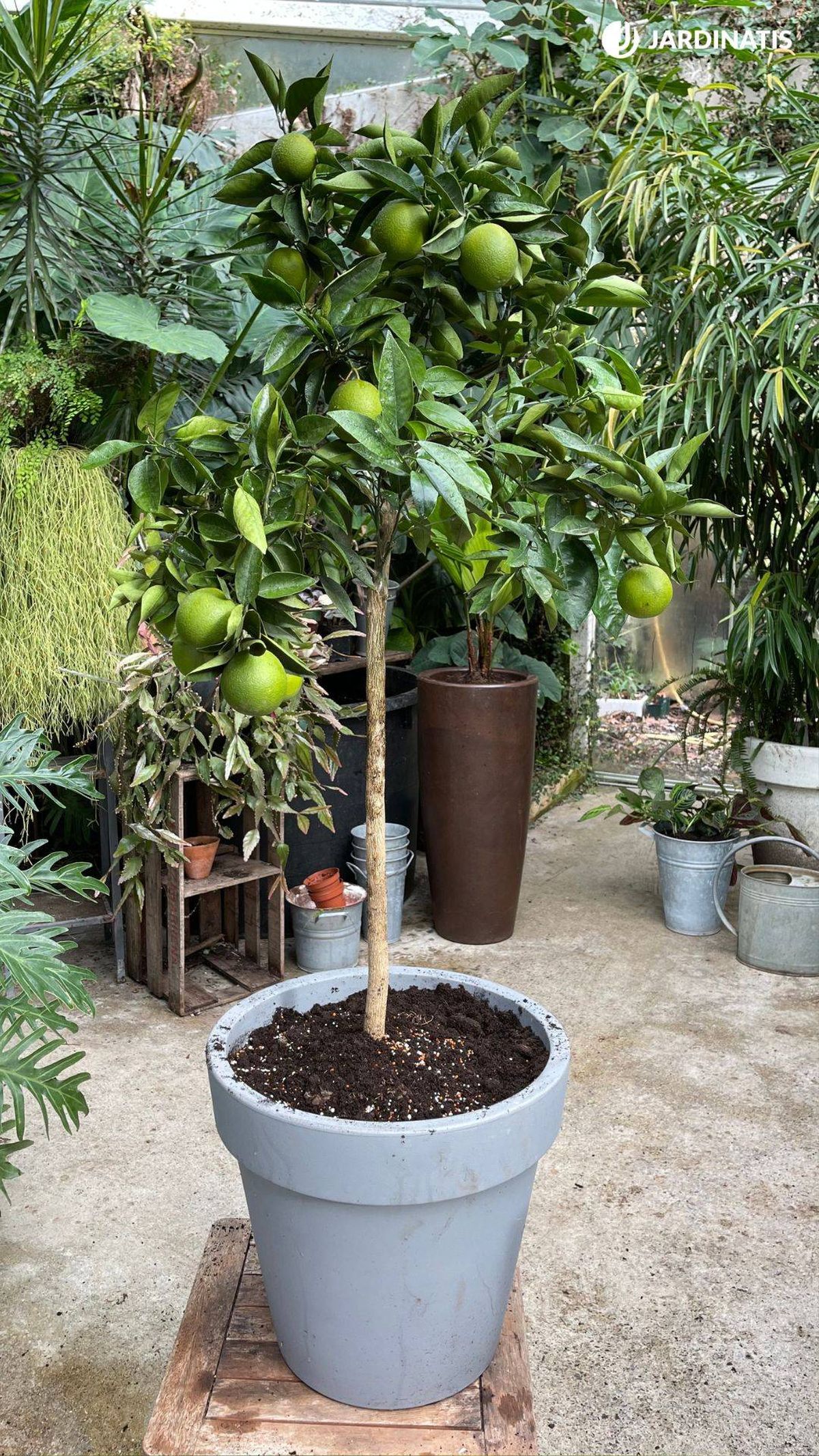 cuidados naranjo en maceta jardinatis