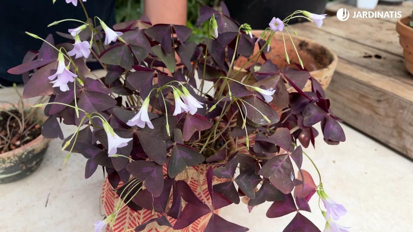 Oxalis Triangularis