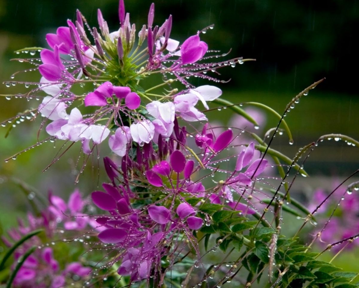 Cleome spinosa o flor araña