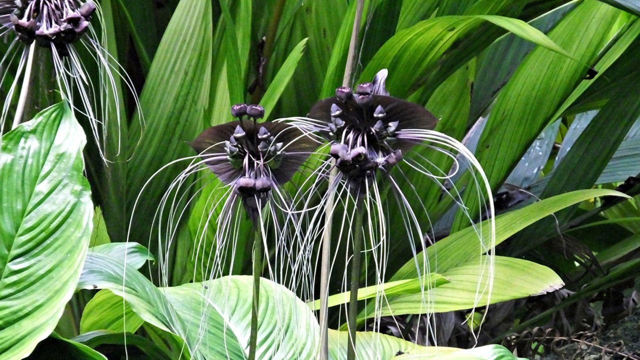 planta murcielago