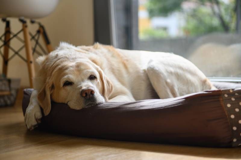 Los perros mayores también necesitan mantener su mente activa.