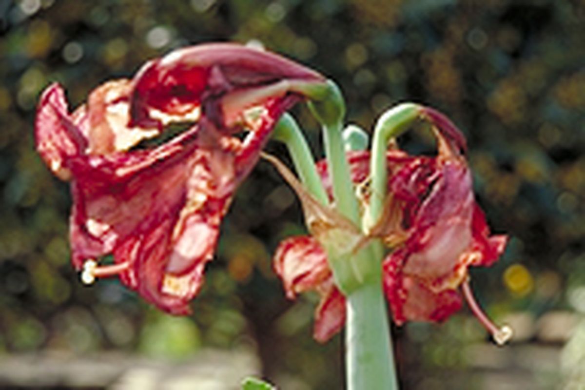 Trasplantar un hippeastrum   paso 1