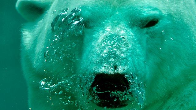 oso polar 7