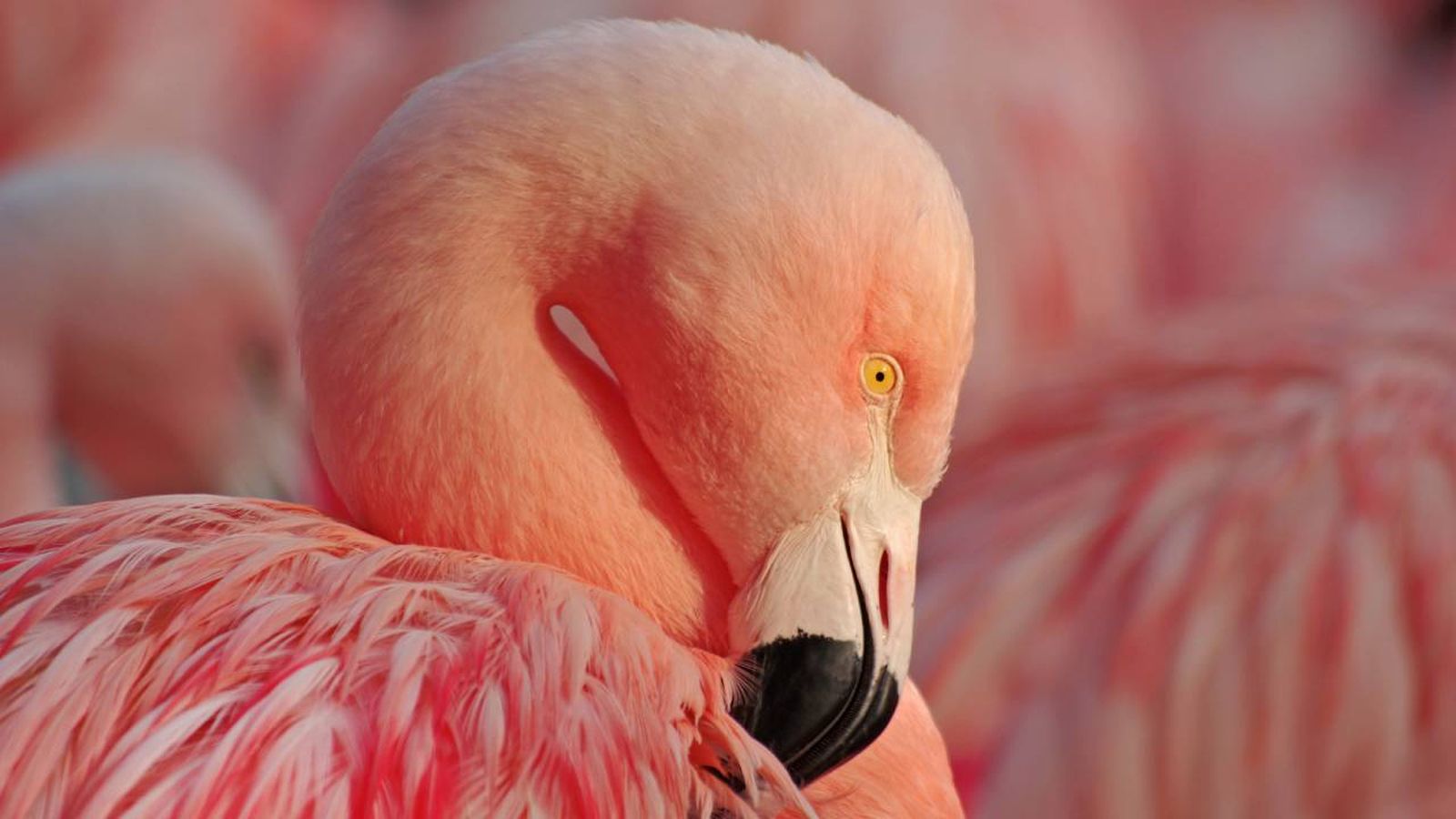 flamencos ave color curiosidades