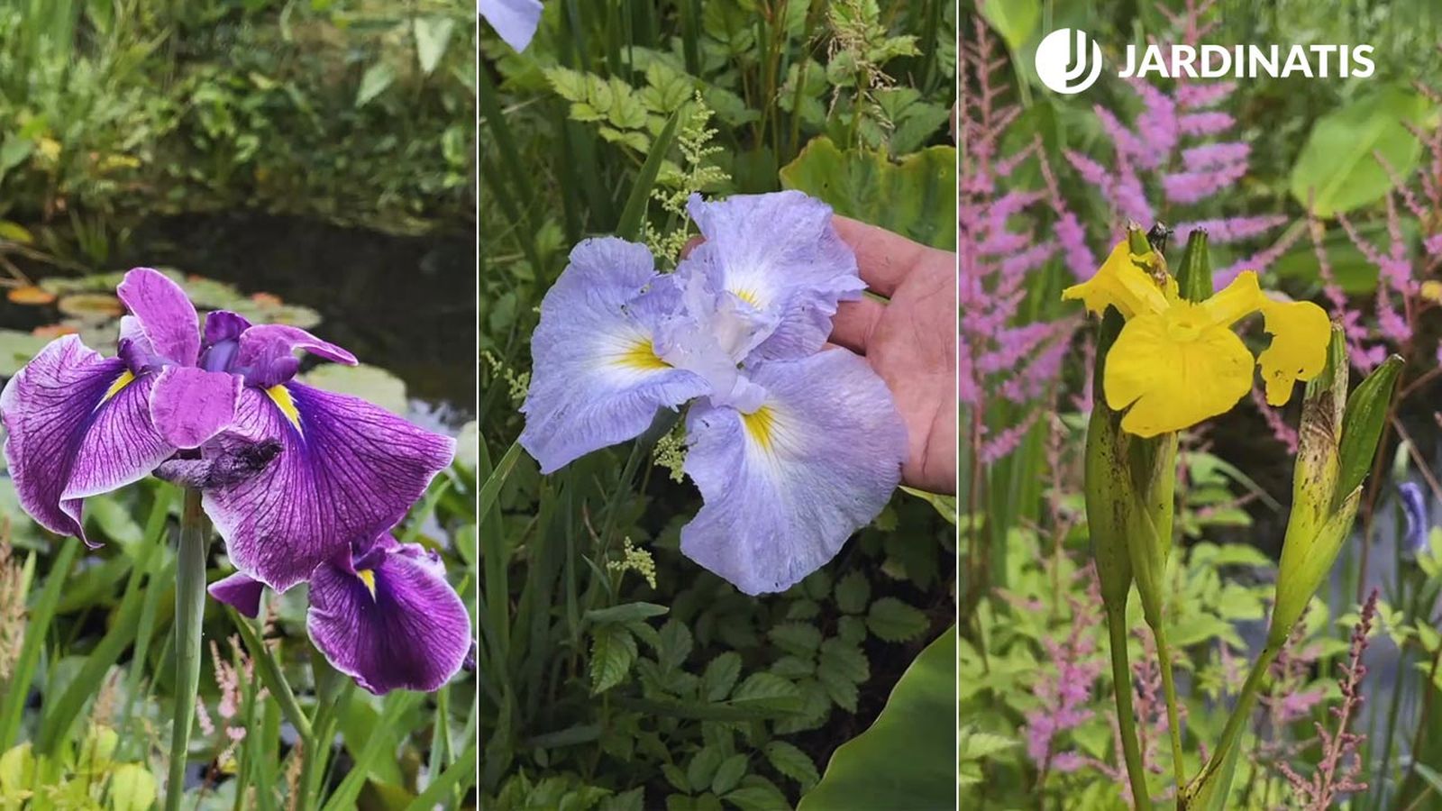 lirios de agua del jardin de lur garden xl jardinatis iñigo segurola