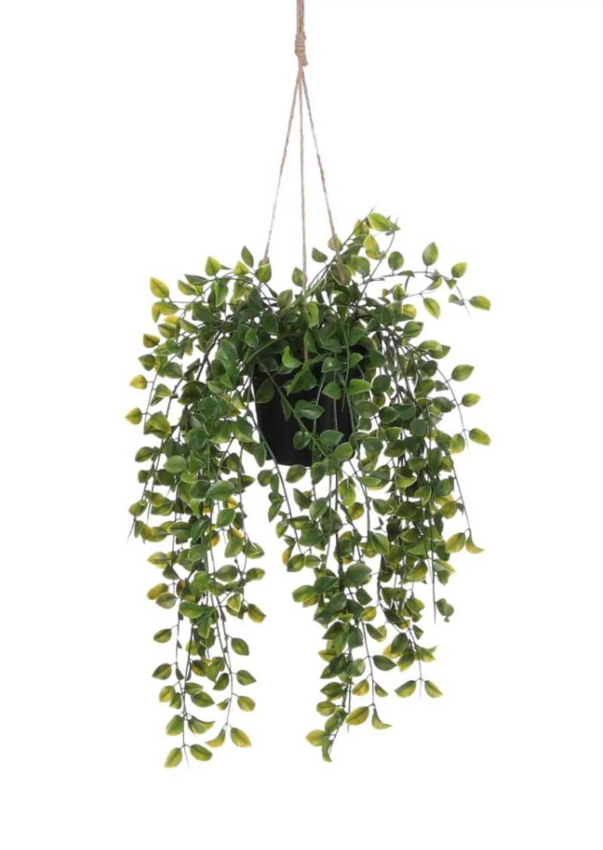 Ficus colgante artificial.