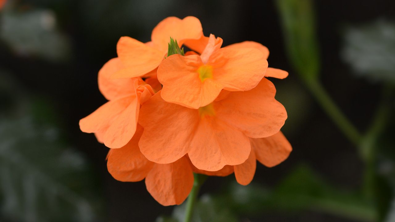 planta crossandra