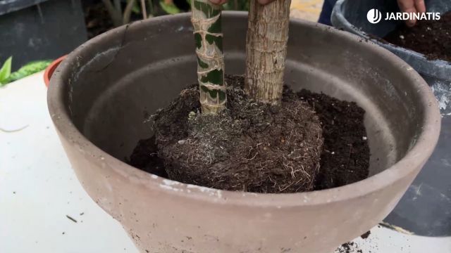 como trasplantar palo de brasil jardinatis 23 37