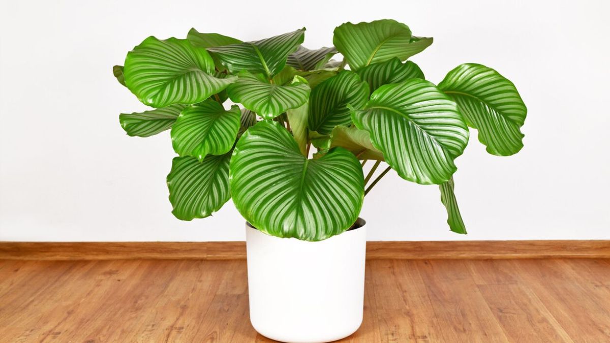 como cuidar la calathea orbifolia en casa