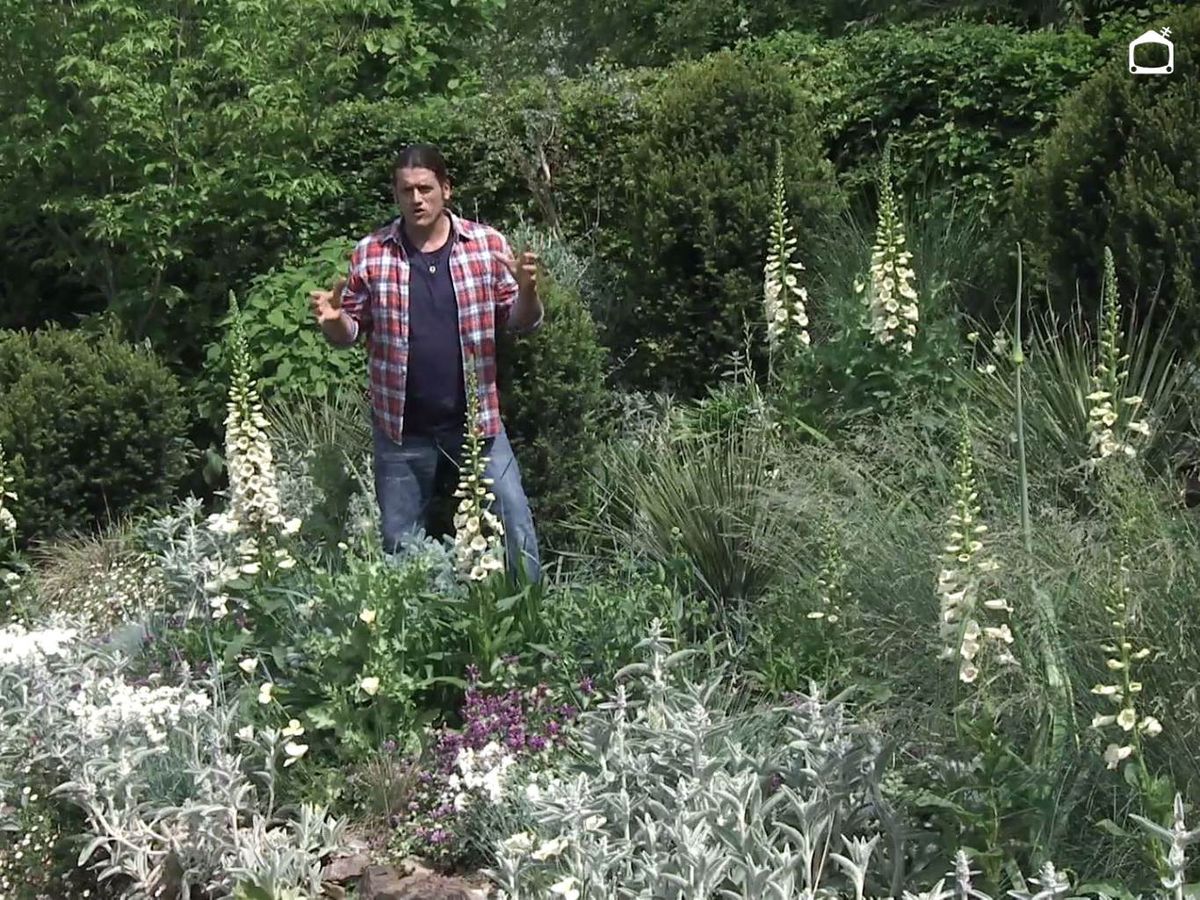 Digitalis junto a otras plantas silvestres.