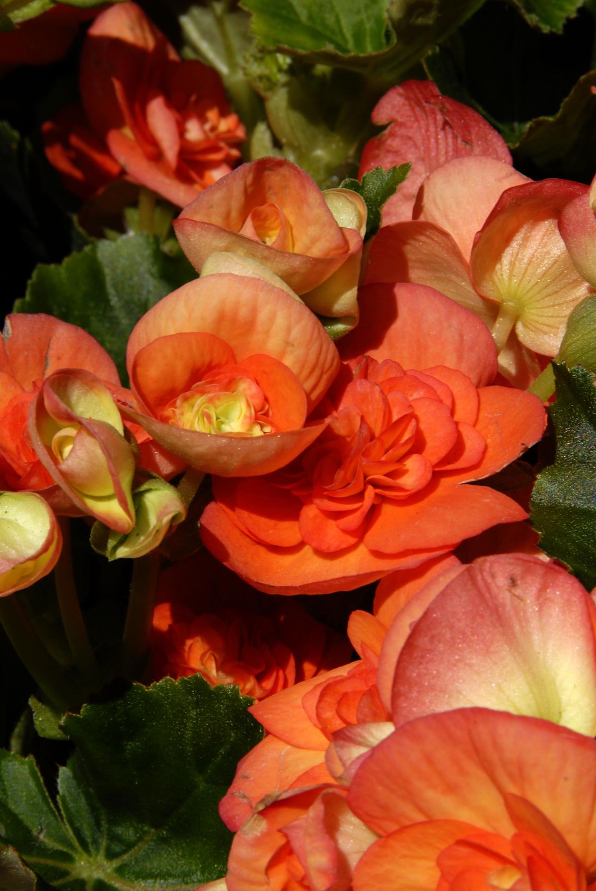 deko 0250 jardineria decorar terraza begonia alegria begonia elatior