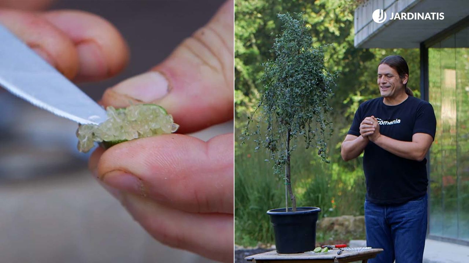 caviar citrico variedad de limonero perfecta para contenedor brico 922 jardin xl