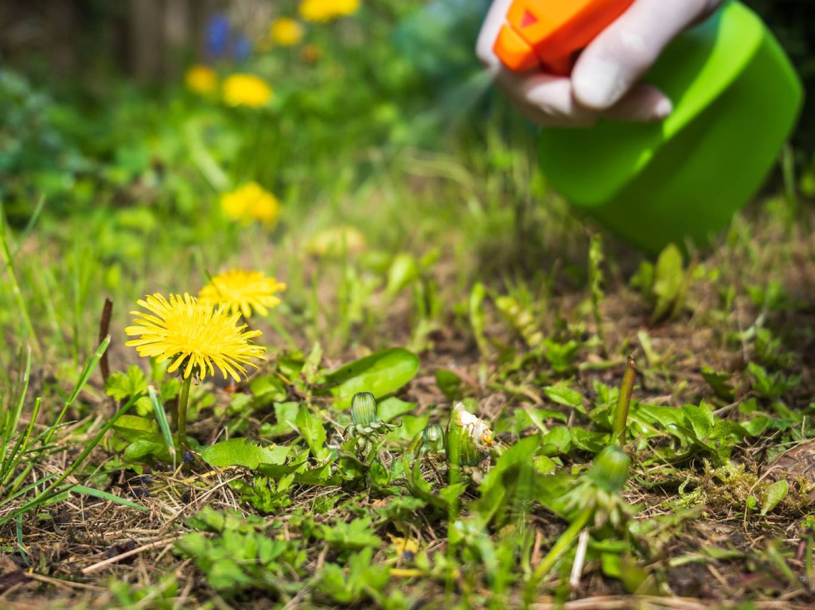 El diente de león crece de forma espontánea en jardines, campos, aceras.