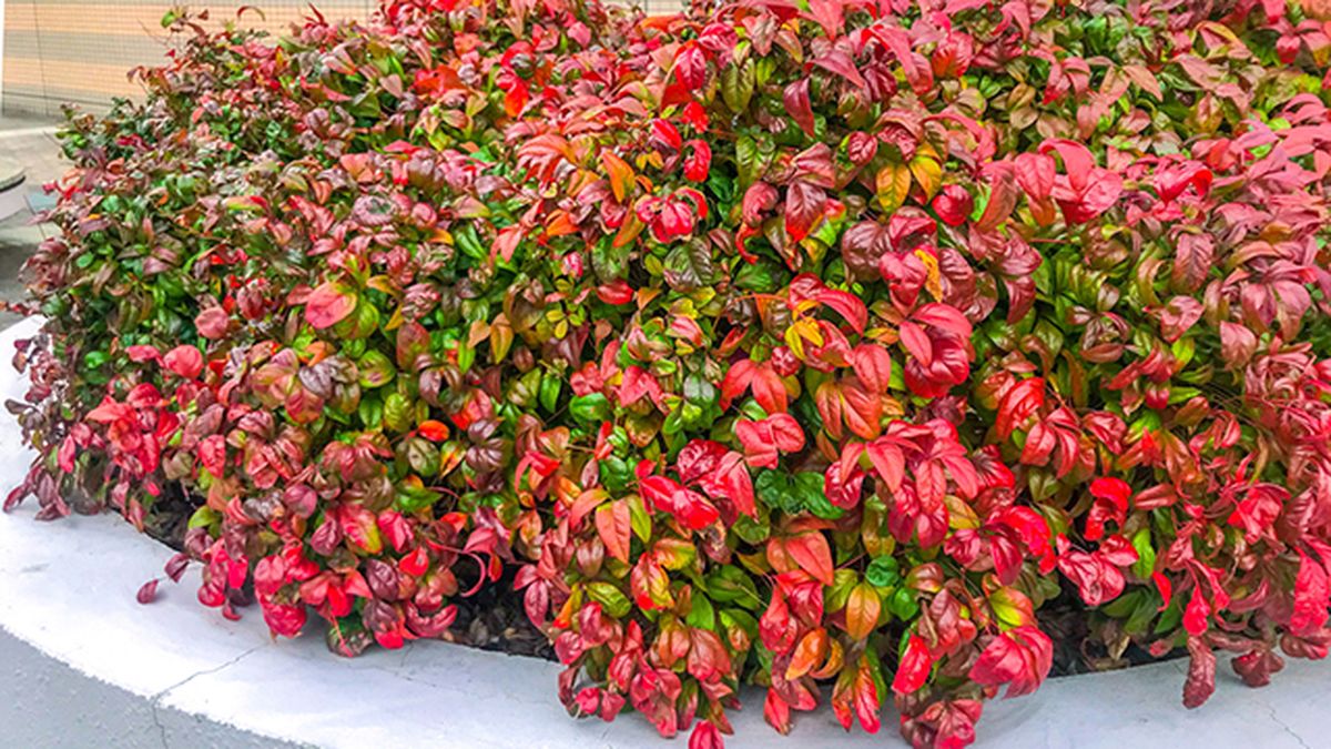 arbusto nandina domestica