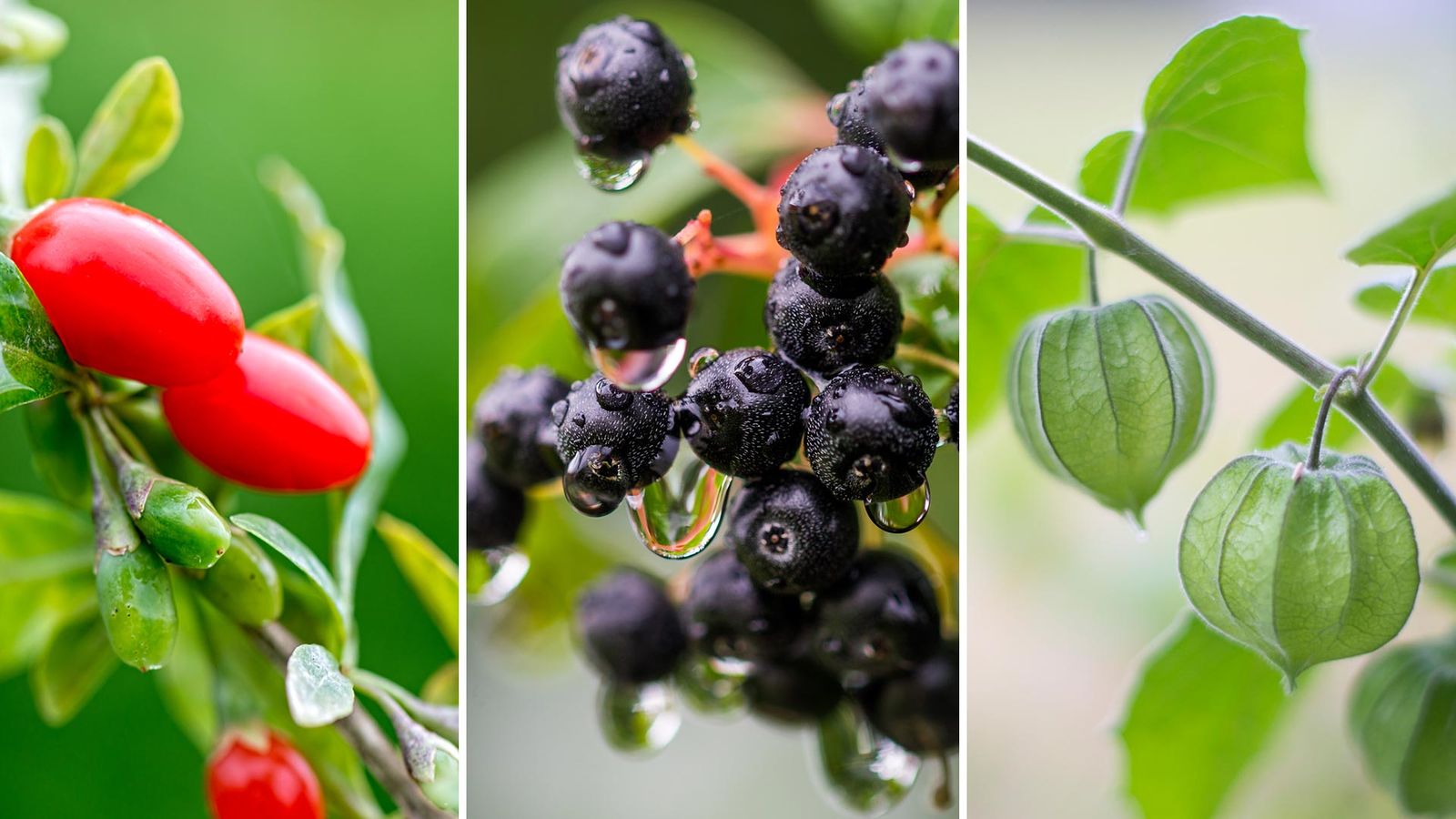 cultivar frutos exoticos xl