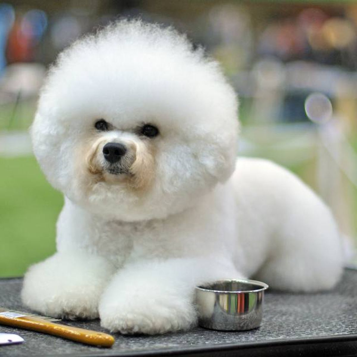 cuidados pelo blanco perros bichon frise