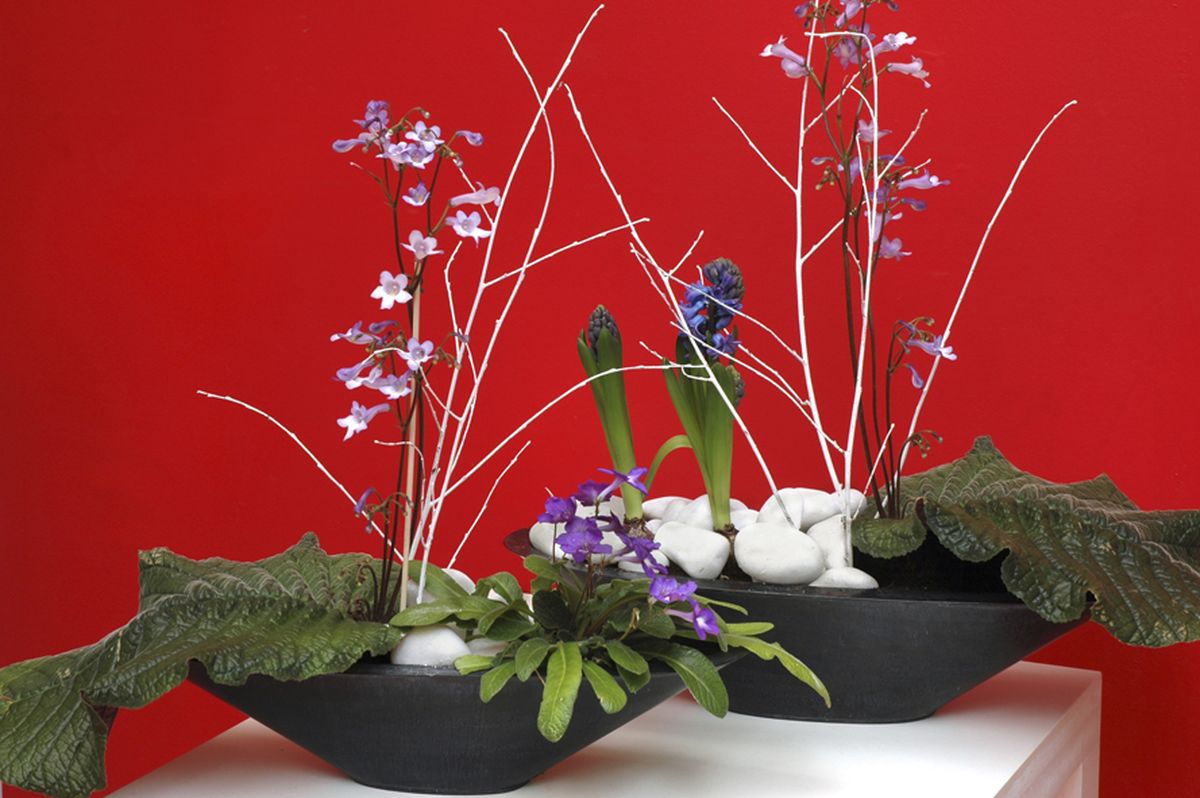 STREPTOCARPUS WENDLANDII