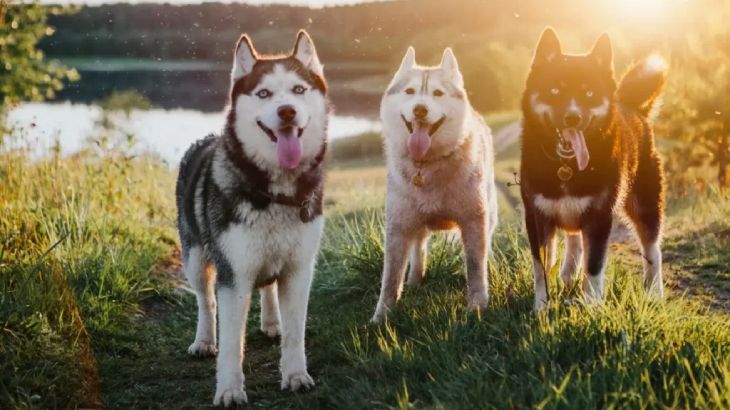 nombres para perros husky 1
