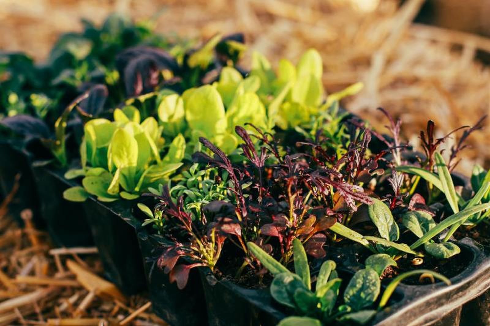 Para prosperar, cadca planta debe ser plantada en épocas concretas