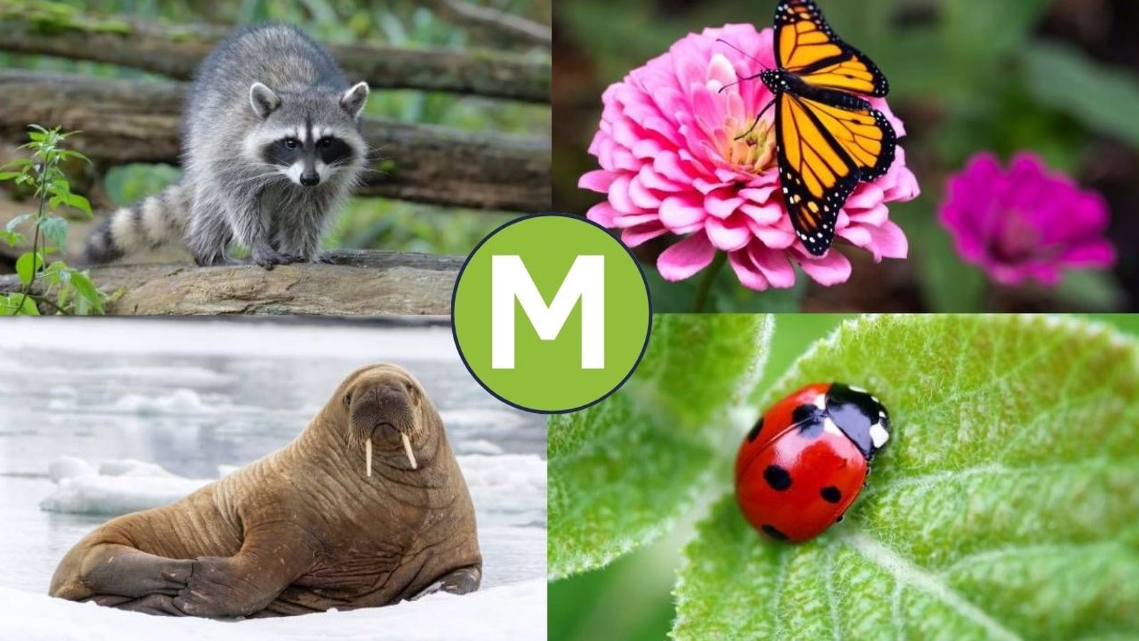 animales que empiezan por M