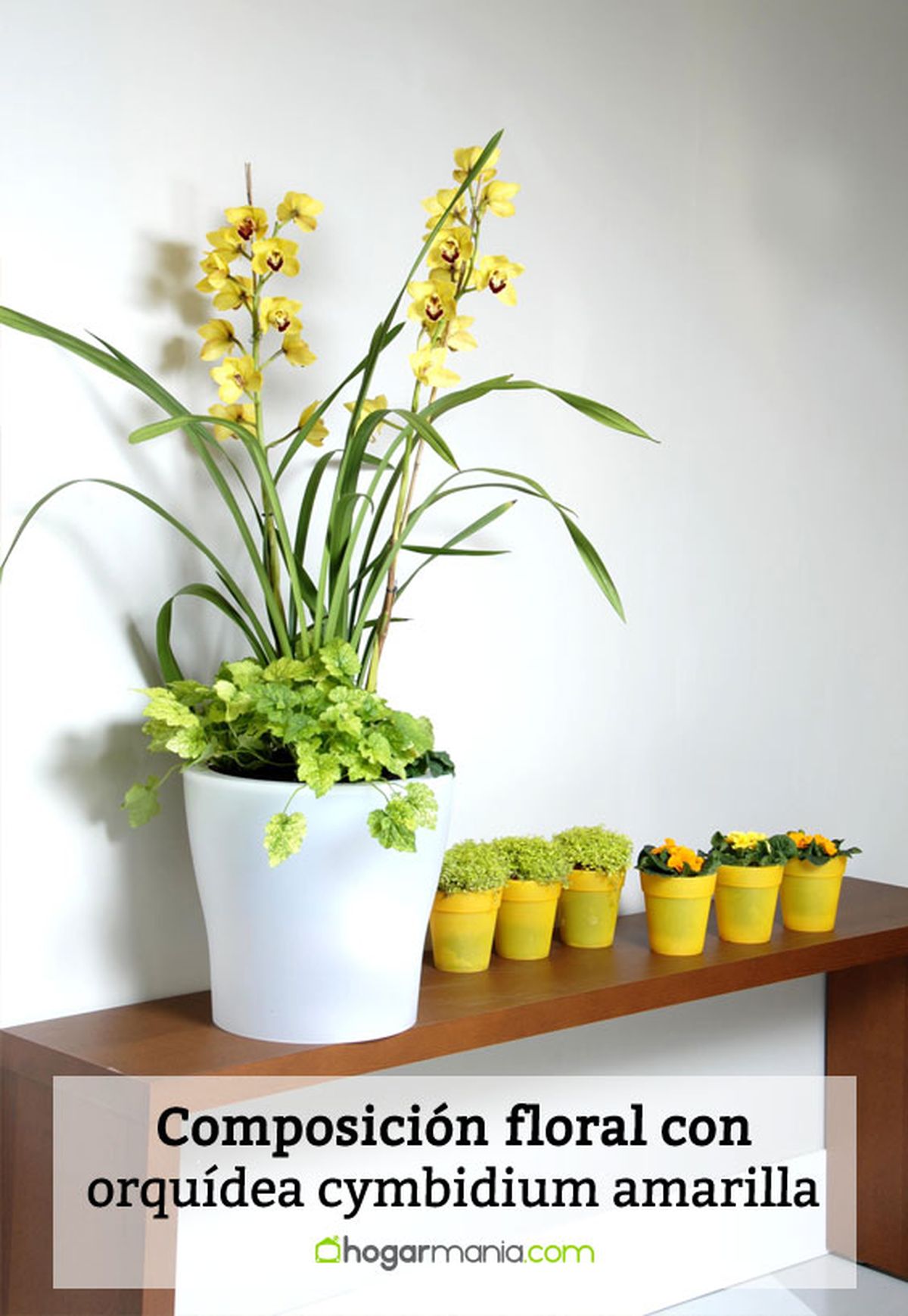 deko 0225 cimbidio amarillo composicion detalle