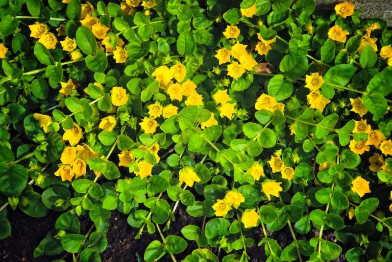 Lysimachia nummularia
