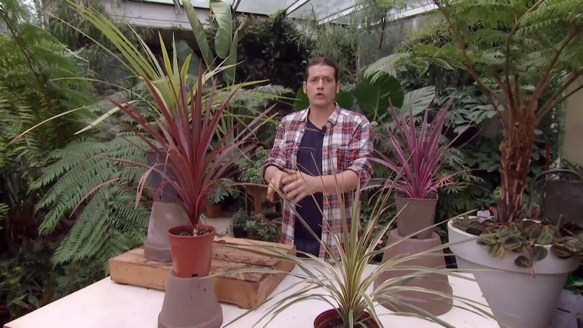 deco 682 cordyline australis caracteristicas