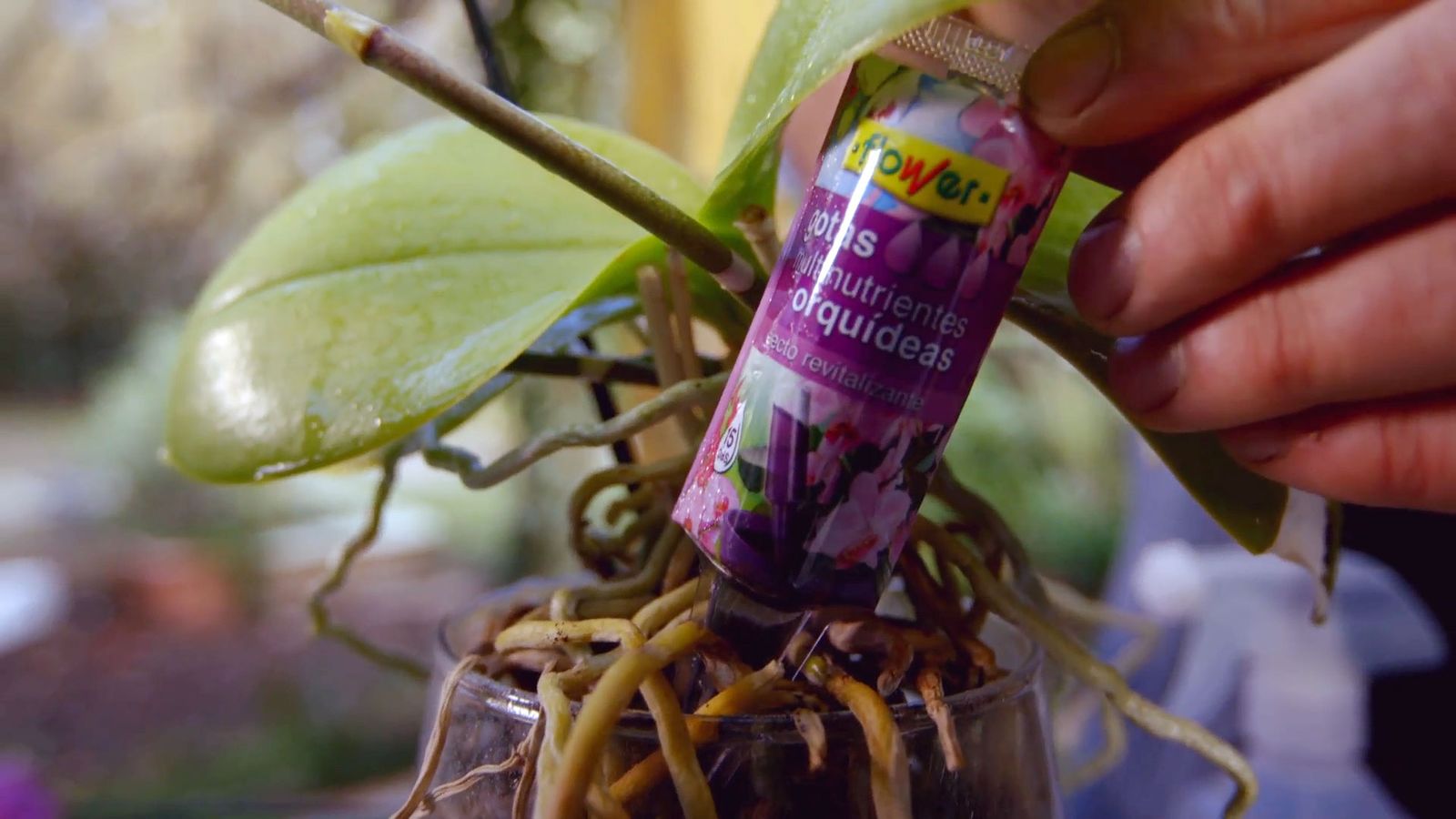 brico 0900 3 como recuperar orquidea paso 5