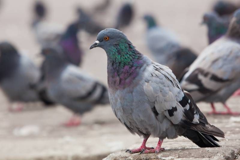 Proporciona a tus palomas una dieta equilibrada basada en granos, como trigo, maíz y semillas.