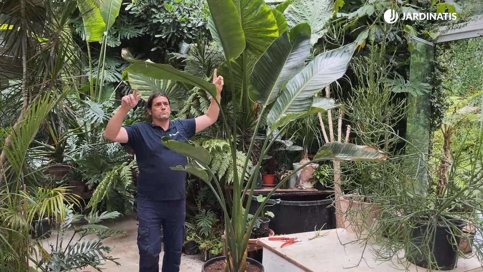 Strelitzia Augusta Strelitzia alba exotica planta de hojas grandes xl