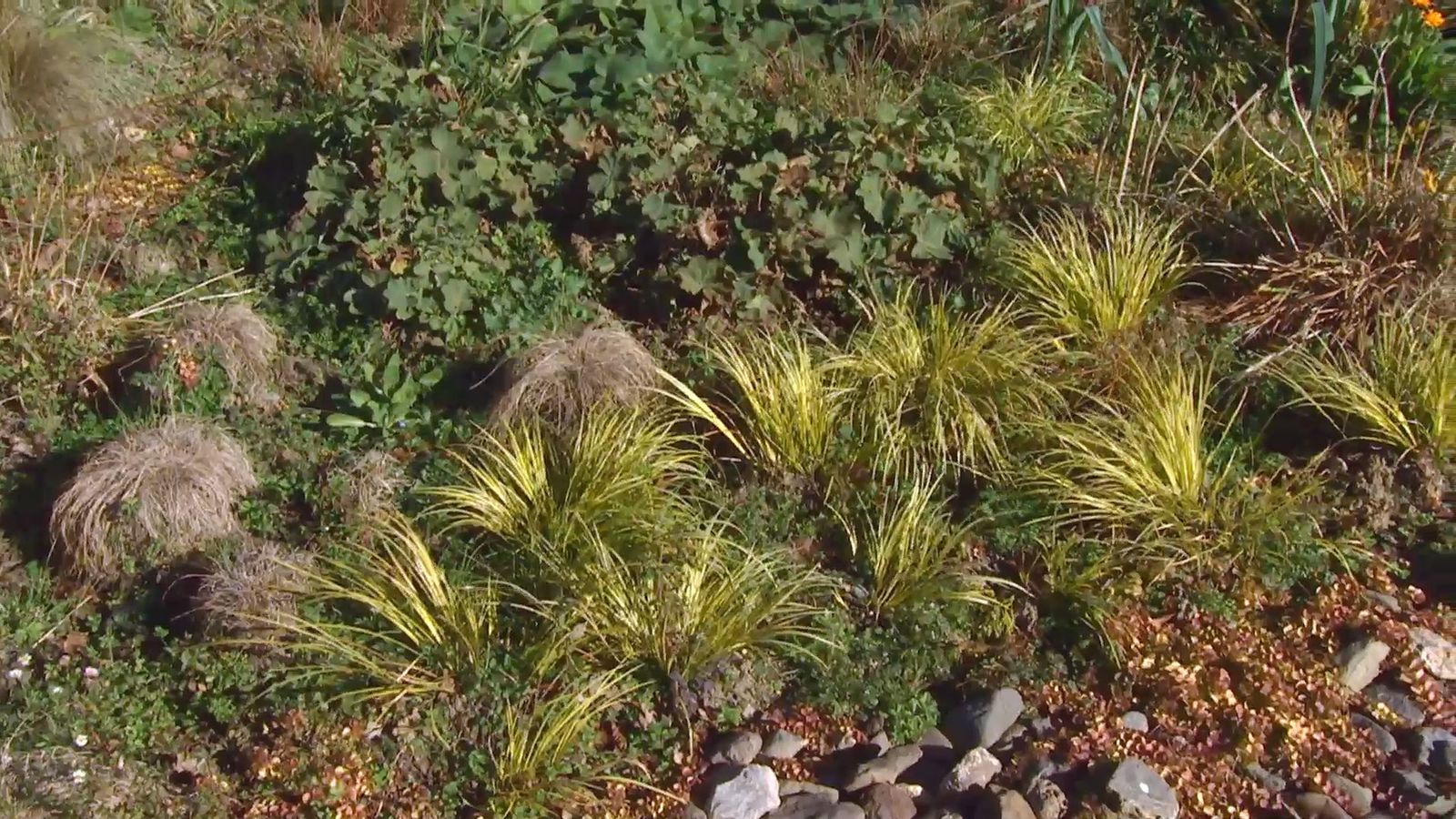 Decogarden 0642 acorus gramineus xl