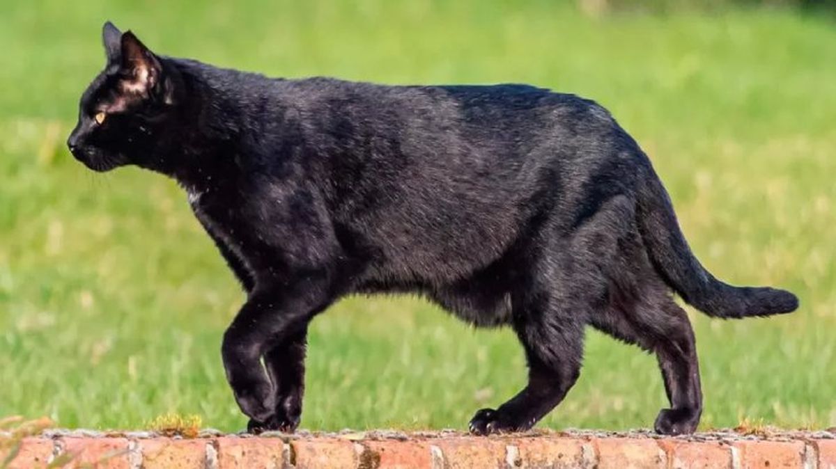 bolsa primordial de los gatos 1