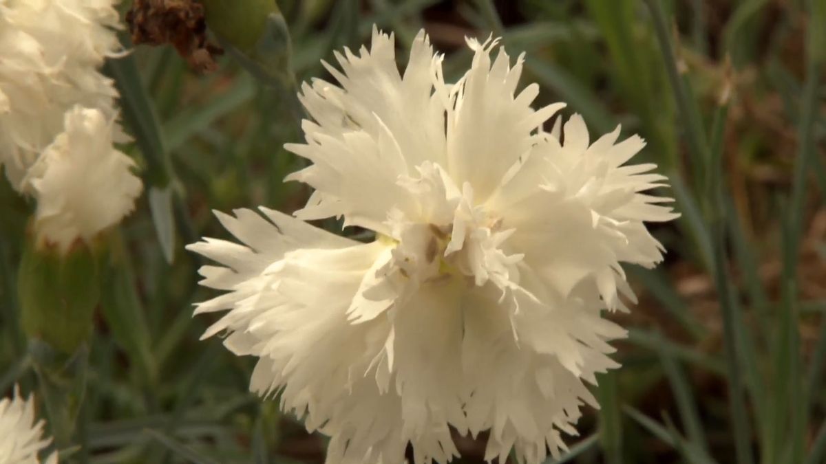 deco 0699 jardin clavelina flor blanca clavelina flor