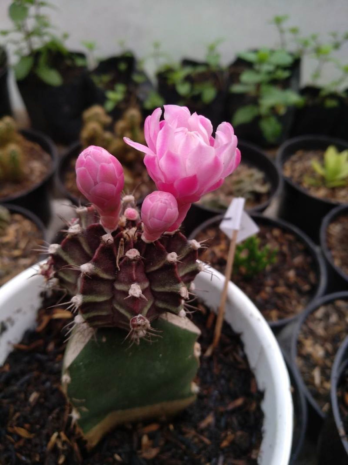 Flor del Gymnocalycium mihanovichii