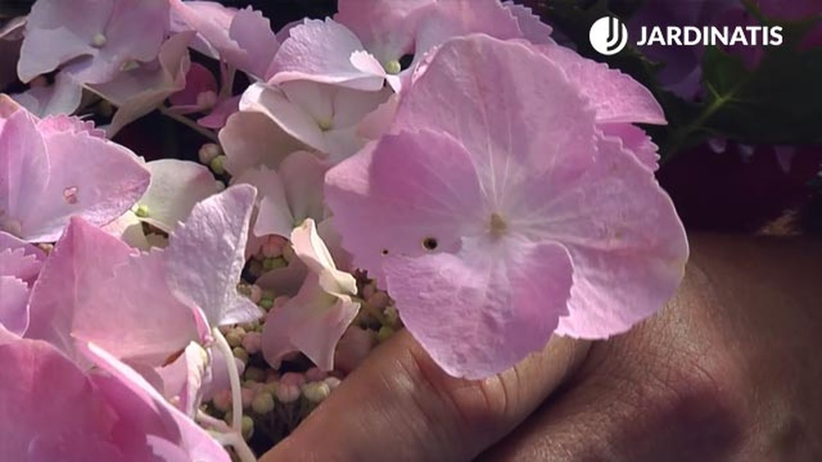 Hydrangea macrophylla Fresbee Rosa flor fertil
