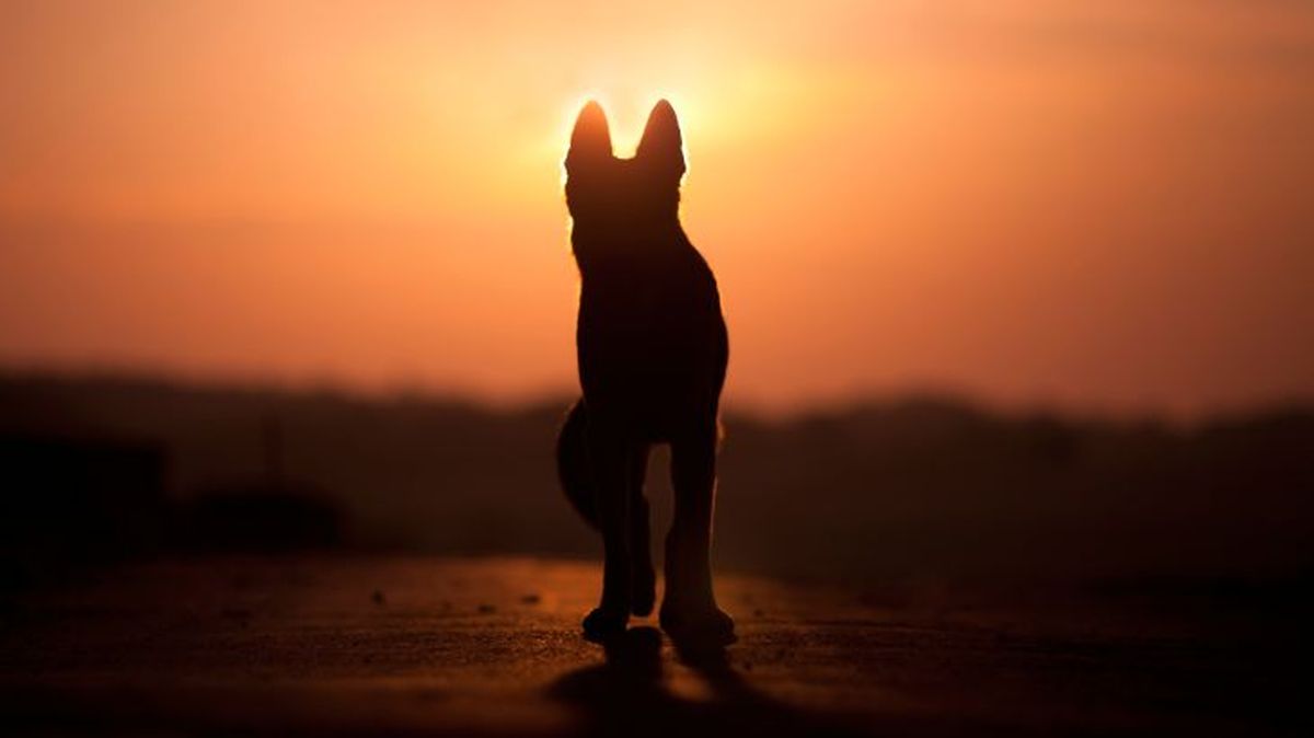 animales y la muerte 2