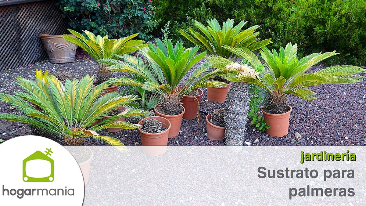sustrato para palmeras xl