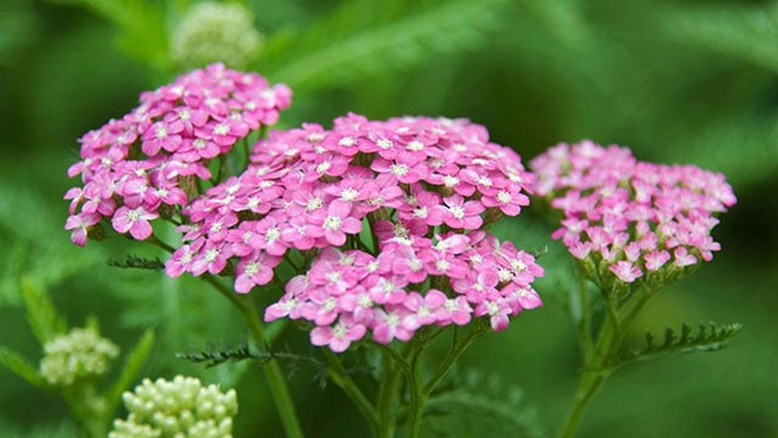 10 plantas medicinales para la salud de la mujer milenrama