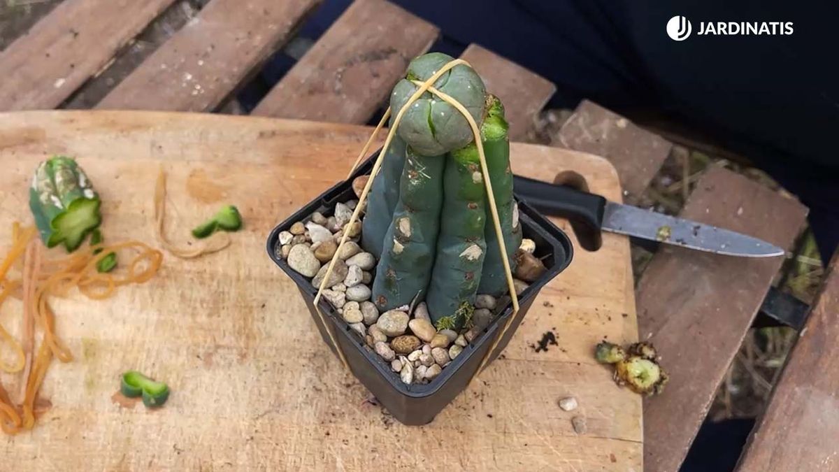 como hacer un cactus injertado jardinatis 22 17