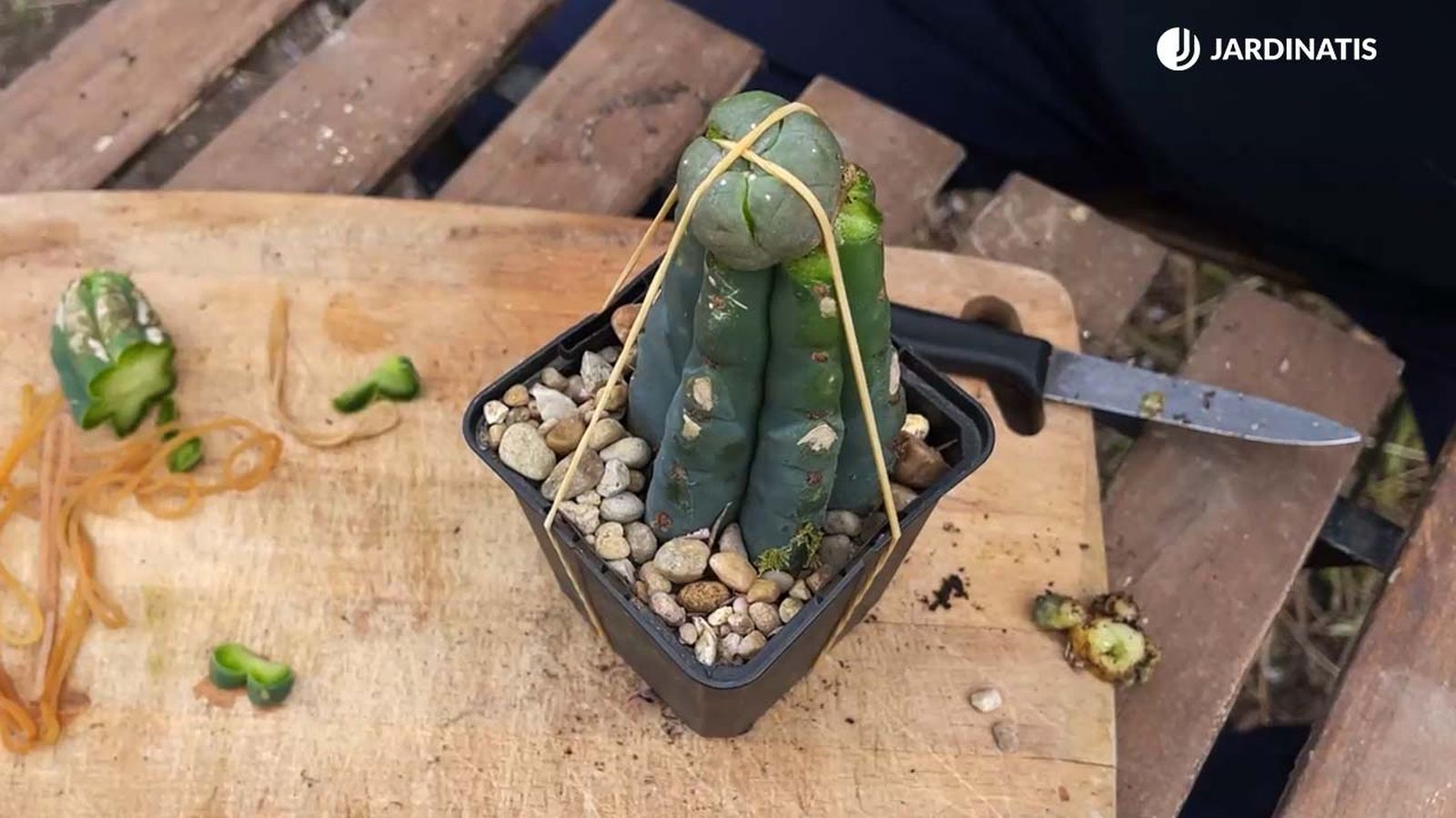 como hacer un cactus injertado jardinatis 22 17