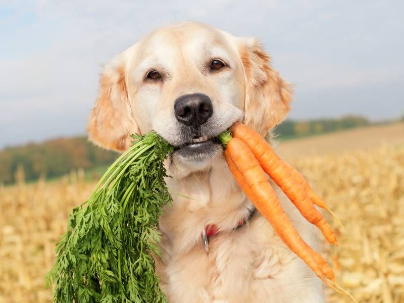 Debes asegurarte de usar alimentos ricos en proteínas vegetales.